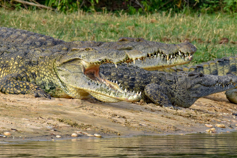 Sanctuaire de Ziwa - Parc national de Murchison