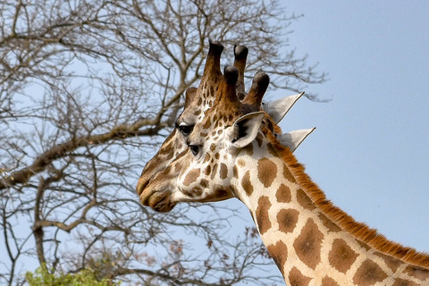 Sanctuaire de Ziwa - Parc national de Murchison