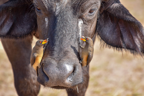 Sanctuaire de Ziwa - Parc national de Murchison