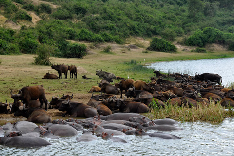 Parc National de Murchison.