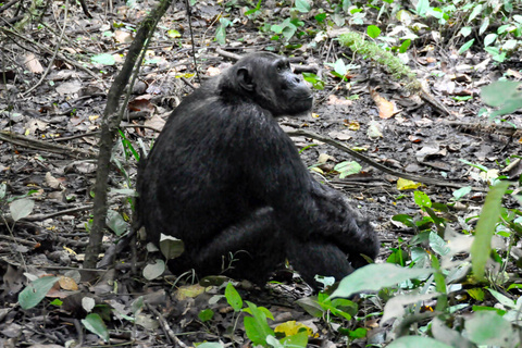 Chimpanzé de Kibale et Queen Elizabeth NP
