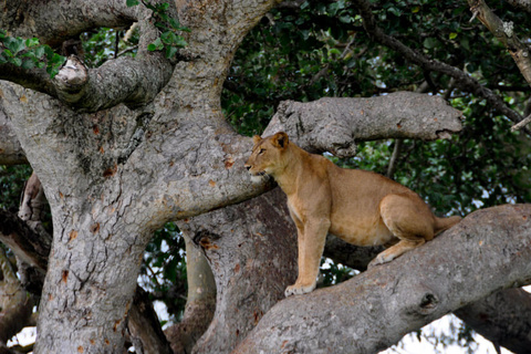 Parc National de Queen Elizabeth