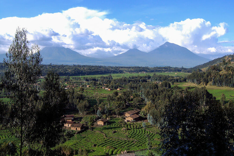 Forêt de Bwindi