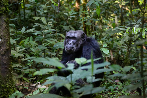 Chimpanzé de Kibale et Queen Elizabeth NP