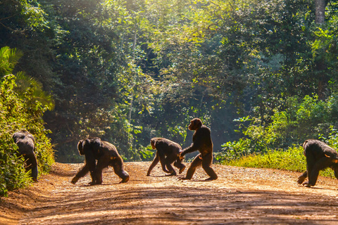 Chimpanzé de Kibale et Queen Elizabeth NP