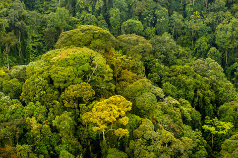 Forêt de Bwindi