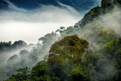 Seconde rencontre avec les gorilles