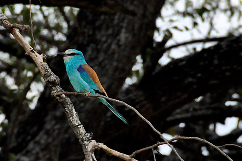 Lac Mburo