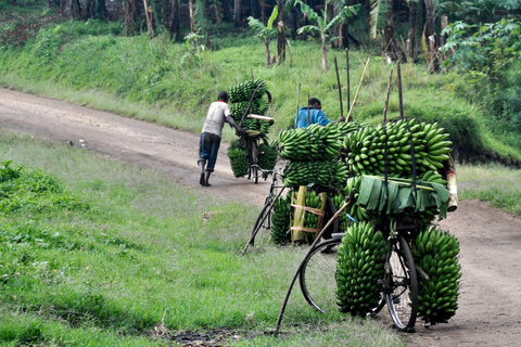 Forêt de Bwindi