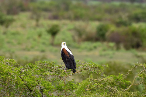 Parc National de Queen Elizabeth