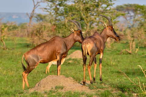 P. N de Queen Elizabeth - Secteur d'Ishasha