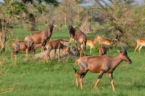 P. N de Queen Elizabeth - Secteur d'Ishasha