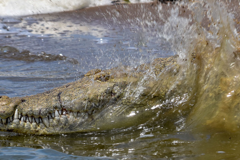 Parc National de Queen Elizabeth et chimpanzés de Kyambura
