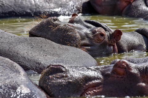 Parc National de Queen Elizabeth