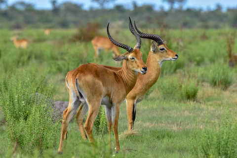 Ishasha - Forêt de Bwindi