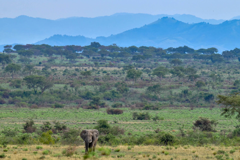 Ishasha - Forêt de Bwindi