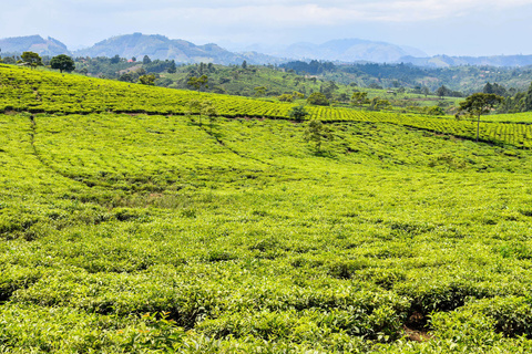 Murchison - Lac Albert