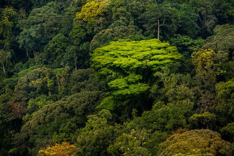 Kigali - Huye -Nyungwe