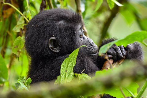 Rencontre avec les gorilles