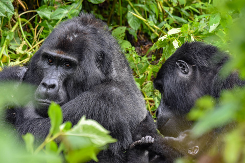 Gorilles de montagne