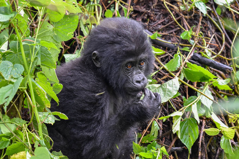 Gorilles de montagne