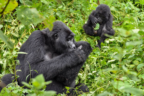 Rencontre avec les gorilles