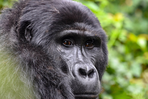 Gorilles de montagne