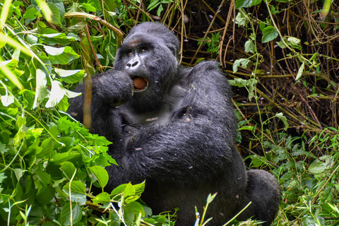 Gorilles de montagne