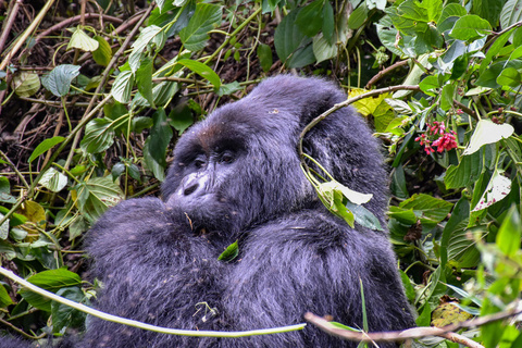 Gorilles de montagne