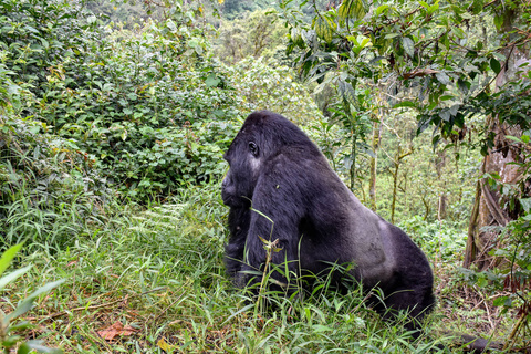 Gorilles de montagne