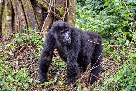 Gorilles de montagne