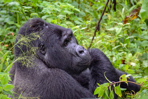 Gorilles de montagne