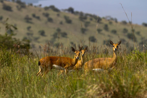 Parc National de L'Akagera