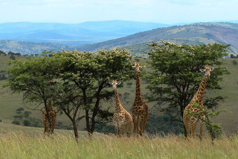 Parc National de L'Akagera