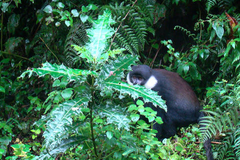 Singes dorés - Musanze - Kigali