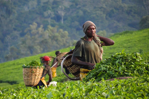 Le sentier Congo Nil