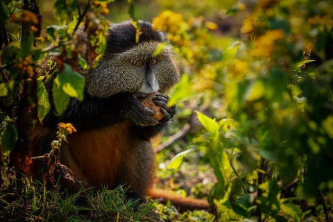 Singes dorés - Musanze - Kigali