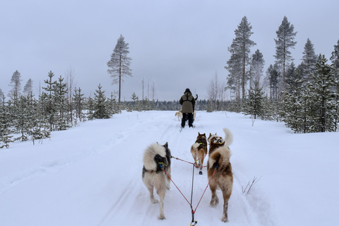 Raid en chiens de traîneaux