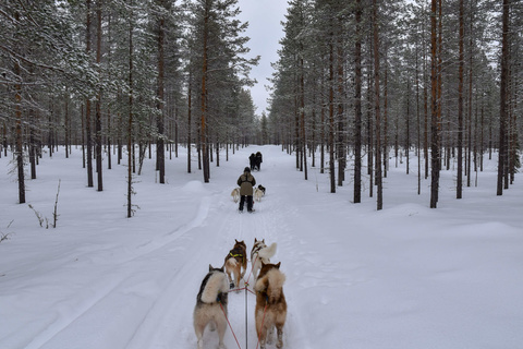 Initiation aux chiens de traineaux