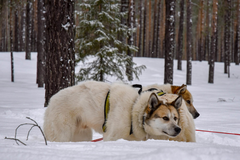 Raid en chiens de traîneaux