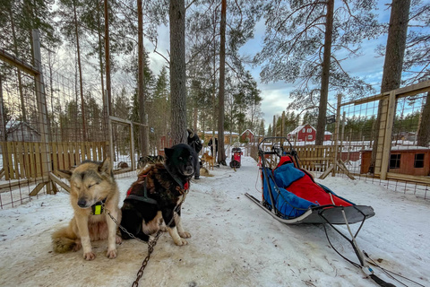 Initiation aux chiens de traineaux
