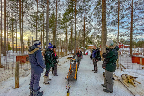 Initiation aux chiens de traineaux