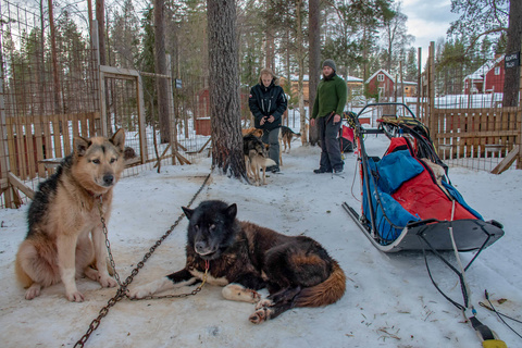 Initiation aux chiens de traineaux