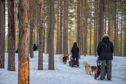 Retour du raid en chiens de traîneaux