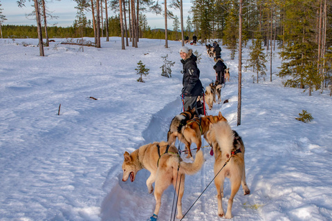 Initiation aux chiens de traineaux