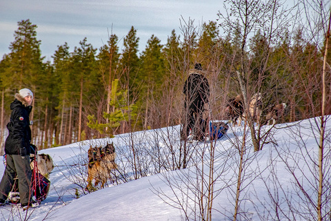 Initiation aux chiens de traineaux