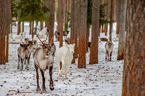Ferme à rennes et après-midi trappeur