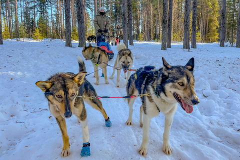 Raid en chiens de traîneaux