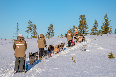 Raid en chiens de traîneaux