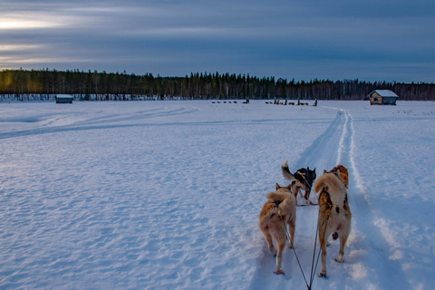 Retour du raid en chiens de traîneaux.